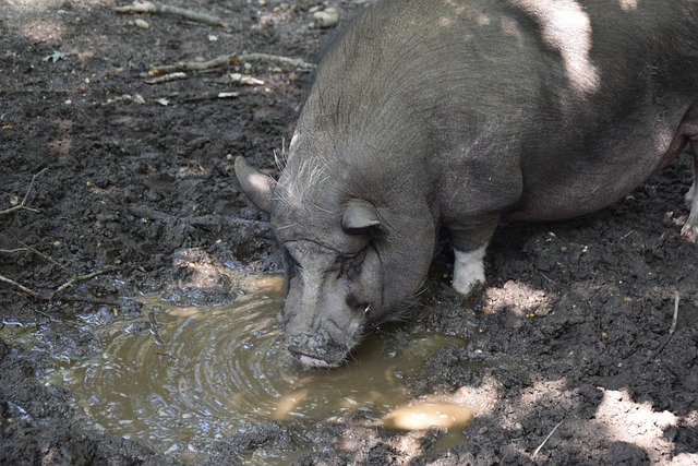 现出过人的 现出过人的